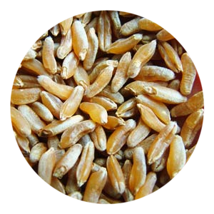 Khorasan - Saragolla