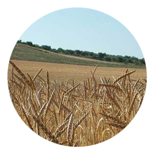Spelled Spelt Bio