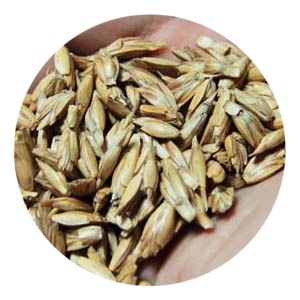 Spelled Spelt