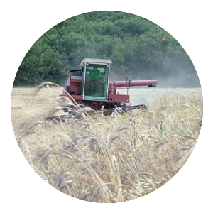 Harvest Durum Wheat Khorasan 