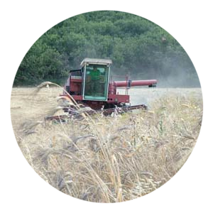 Harvest Durum Wheat Khorasan 