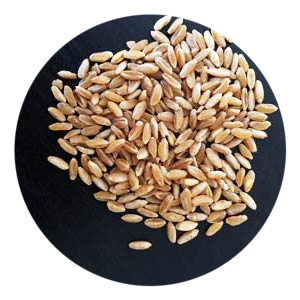 Durum Wheat Russello
