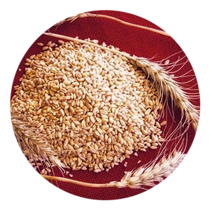 Durum Wheat Russello