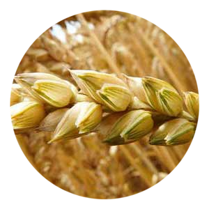 Bio Cereals