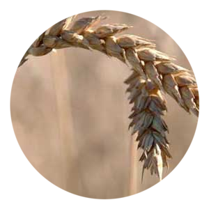 Verna Bio Cereals