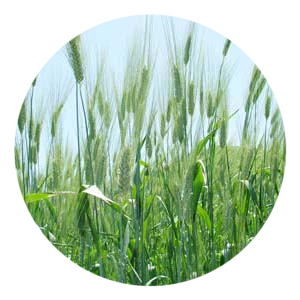 Grano Duro Senatore Cappelli