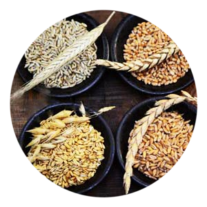 Grano Duro Senatore Cappelli